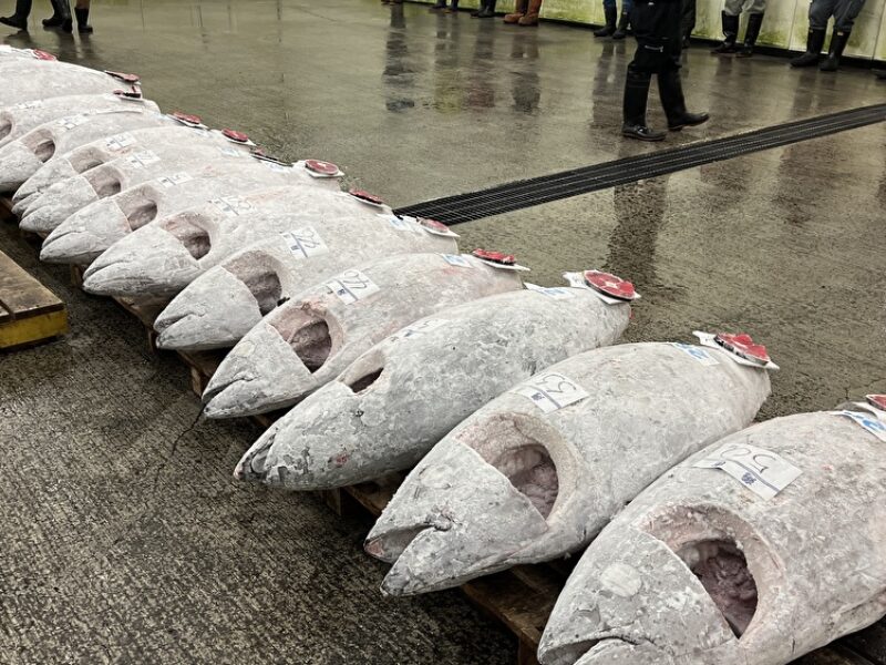 冷凍マグロの値上がりが止まらない