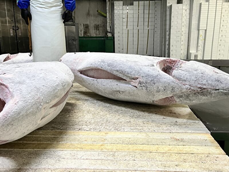 冷凍マグロの加工について