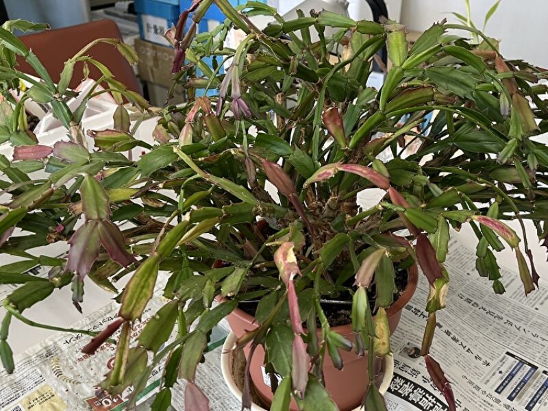 思い切りました！その二