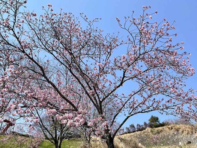 サブスクリプション色々