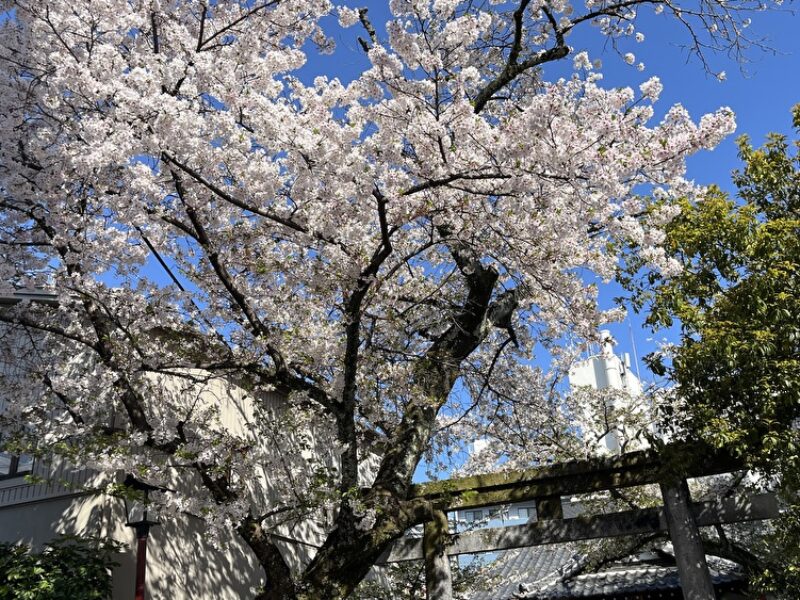 食品は減税しても下がらない？