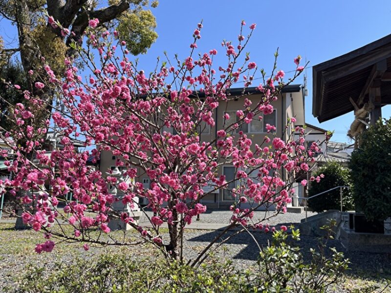 冷凍マグロの相場